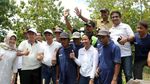 Pakai Topi Petani, Rini Cangkul Tanah di Klaten