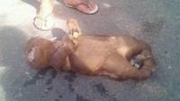 Kabar kelahiran seekor anak sapi yang disebut-sebut mirip manusia bikin heboh warga Gorontalo. Isu mistis mewarnai karena anak sapi ini disebut dibunuh karena dinilai bisa bawa sial bagi penduduk setempat.