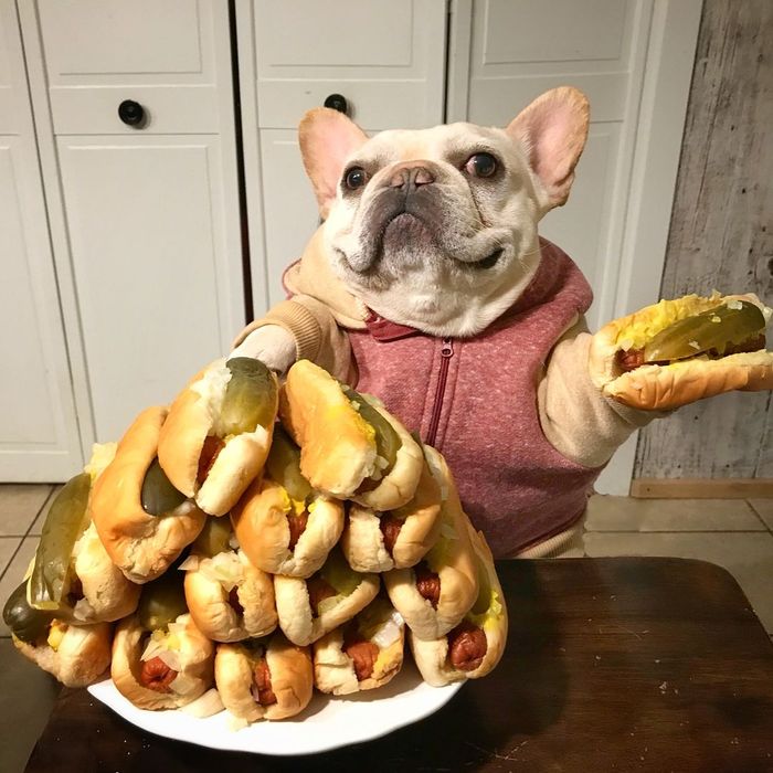 Ah Lucunya Sumo Si Bulldog Yang Suka Nugget Dan Kentang Goreng