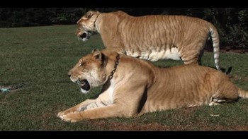 Selain di kebun binatang, liger juga terdapat dalam penangkaran atau dipelihara, terutama di Amerika Serikat. Mereka harus diperlakukan khusus karena merupakan hewan berbahaya. Foto: YouTube