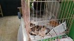 Ini Hesti, Wanita Bercadar yang Pelihara 11 Anjing