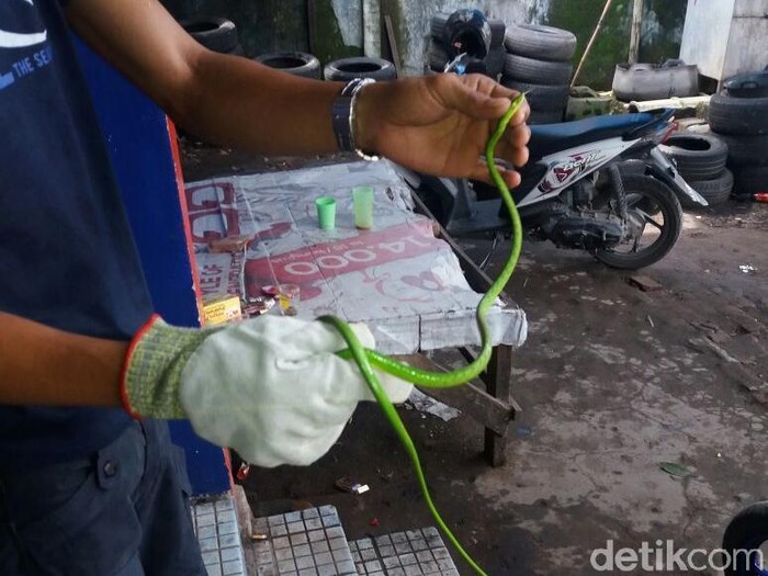 Ular Daun Gegerkan Terminal di Makassar, Damkar Turun Tangan