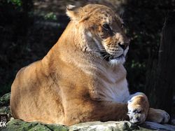 Liger, Persilangan Singa dan Harimau yang Dicap Tak Etis