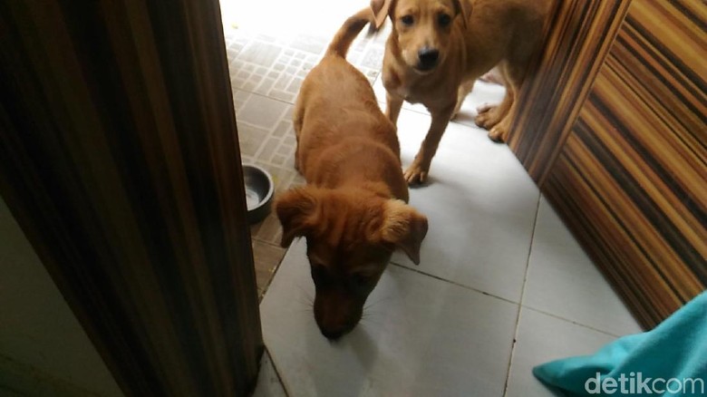 Ini Hesti Wanita Bercadar Yang Pelihara 11 Anjing