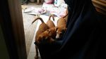 Ini Hesti, Wanita Bercadar yang Pelihara 11 Anjing