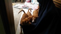 Hesti mengaku pertama kali bertemu anjing peliharaannya Jon pada tahun 2015 silam. Dia menemukan Jon waktu itu di sekitar kompleks perumahannya. Dulu si Jon (anjing berwarna hitam) pertama, kata Hesti di rumahnya.