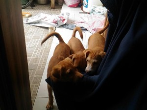 Mengenal Hesti, Wanita Bercadar yang Pelihara 11 Anjing