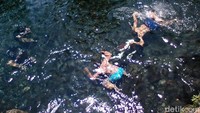 Karena jernihnya air yang keluar langsung dari sumbernya, Situ Tirta Marta juga dijadikan sebagai wisata minat khusus seperti foto dalam air bagi para wisatawan (Arbi Anugrah/detikTravel)