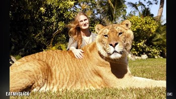 Liger diperkirakan sudah muncul sejak 1820-an. Foto: YouTube