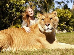 Liger, Persilangan Singa dan Harimau yang Dicap Tak Etis