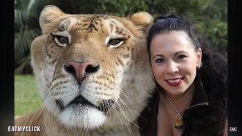 Seekor liger dapat hidup hingga 20 tahun lebih. Foto: YouTube