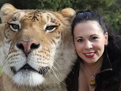 Liger, Persilangan Singa dan Harimau yang Dicap Tak Etis