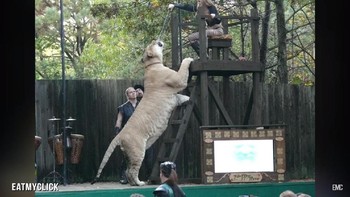 frika Selatan, Rusia, hingga China dikabarkan memiliki kebun binatang yang menjadikan liger sebagai salah satu koleksinya. Foto: YouTube