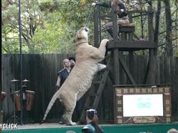 Liger, Persilangan Singa dan Harimau yang Dicap Tak Etis