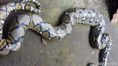 Foto: Ular Piton Tiba-tiba Muncul di Plafon WC Rumah Warga