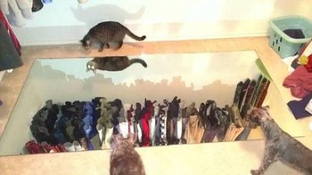 Kucing jadi bukti ini cermin sungguhan. Foto: boredpanda