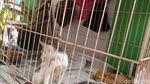 Ini Hesti, Wanita Bercadar yang Pelihara 11 Anjing