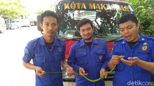 Ular Daun Gegerkan Terminal di Makassar, Damkar Turun Tangan