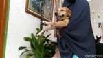 Ini Hesti, Wanita Bercadar yang Pelihara 11 Anjing