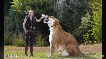 Persilangan antara singa dan harimau ini, beserta hewan hybrid lain, kerap dianggap tidak etis karena melanggar hukum alam. Selain itu juga mengacaukan gen dan tidak ada manfaatnya bagi spesies kecuali memenuhi keinginan manusia untuk memeliharanya. Foto: YouTube