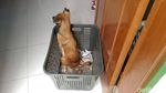 Ini Hesti, Wanita Bercadar yang Pelihara 11 Anjing
