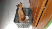 Nggak suka anjing awalnya. Saya takut sama anjing malah, tapi tiba-tiba Allah bolak-balikan hati saya jadi suka sama kucing, anjing, ujar Hesti.
