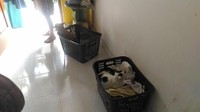 Dia pun mengaku tidak mencari anjing atau kucing liar, namun dia merasa dipertemukan oleh Allah dengan anjing terlantar dan membawanya ke rumah untuk dirawat.