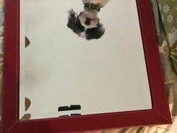 Potret Kocak Susahnya Jualan Cermin di Toko Online