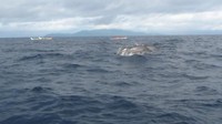 Teluk Kiluan merupakan surganya lumba-lumba hidung botol dan hidung panjang di Lampung. Untuk menuju pulau ini kamu bisa menyewa kapal.  (Chandra Egy Setiawan/dTraveler)
