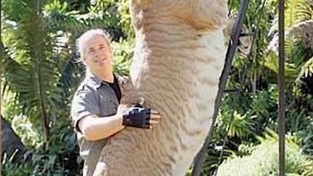 Panjang tubuh liger dapat mencapai 3 hingga 3,6 meter. Dia tumbuh lebih besar dari induknya sehingga juga dianggap berbahaya untuk kesehatannya sendiri. Foto: YouTube