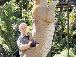 Liger, Persilangan Singa dan Harimau yang Dicap Tak Etis