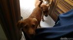 Ini Hesti, Wanita Bercadar yang Pelihara 11 Anjing