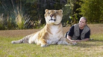Hercules ditangani oleh Bhagavan Antle, yang juga melatih liger lain yang bernama Sinbad, Zeus, dan Vulcan. Foto: YouTube