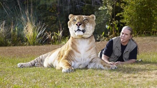 Liger, Persilangan Singa dan Harimau yang Dicap Tak Etis