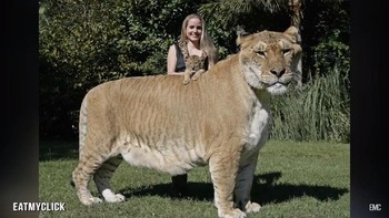 Liger merupakan hewan hybrid hasil perkawinan silang antara singa dengan harimau dan masih tergolong dalam spesies kucing. Foto: YouTube