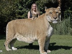 Liger, Persilangan Singa dan Harimau yang Dicap Tak Etis