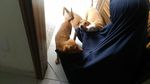 Ini Hesti, Wanita Bercadar yang Pelihara 11 Anjing