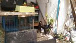 Ini Hesti, Wanita Bercadar yang Pelihara 11 Anjing