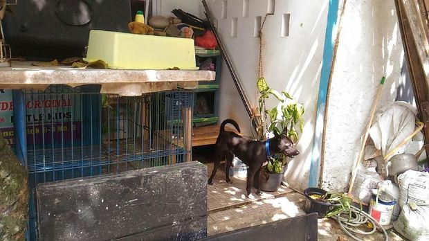 Mengenal Hesti, Wanita Bercadar yang Pelihara 11 Anjing
