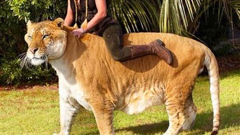 ercules tercatat di buku rekor dunia sebagai liger sekaligus terbesar yang masih hidup dengan bobot 418,2 kilogram. Foto: YouTube