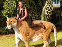 Liger, Persilangan Singa dan Harimau yang Dicap Tak Etis