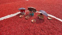 Panen cabai di Bangladesh.