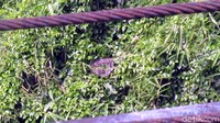 Warga yang melintas di Jembatan Sekarwangi, Cibadak, Sukabumi dihebohkan dengan kemunculan ular piton di semak-semak pohon bambu dekat Sungai Cicatih. Ular yang diduga baru memangsa biawak itu diam melingkar. Satu-persatu pengguna jalan menepikan kendaraannya karena ingin melihat secara langsung keberadaan sang ular. (Foto: Syahdan Alamsyah/detikcom)