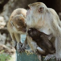 Monkey, Denmark. Rasanya tidak perlu dijelaskan lagi kenapa memberi nama Monkey dilarang di Denmark. Tetapi hal itu tidak menghentikan beberapa orangtua memberikan nama anak mereka dengan Monkey. Foto: (Randy/detikTravel)