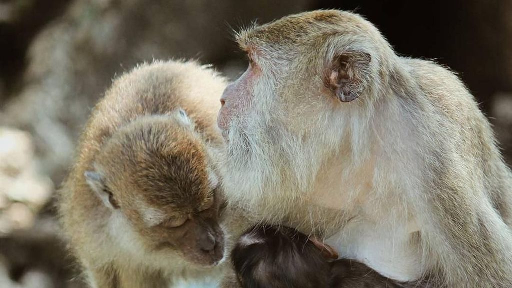 Over Populasi Sebabkan Monyet Turun ke Pemukiman Warga Sukabumi