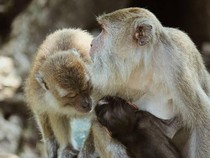 Warga Nagekeo Diminta Tak Ganggu Anjing hingga Monyet, Ini Alasannya