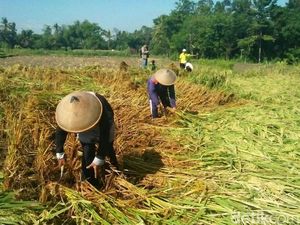 Dispertan Harap Benih Padi Raksasa Tak Disebar, Ada Masalah?