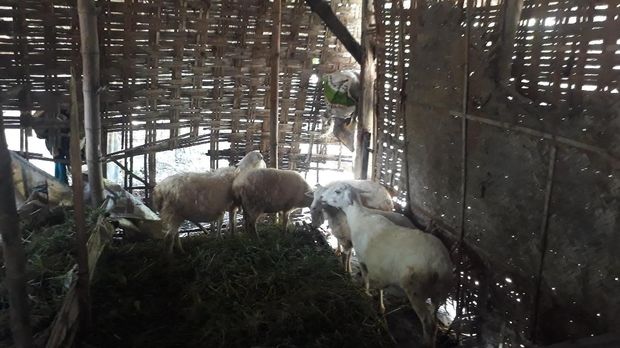 Kambing-kambing peliharaan Mbah Lami. (Foto: M Rofiq)
