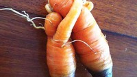 So sweet! Dua wortel ini terlihat seperti seorang anak yang memeluk dan mencium ibunya. Foto: kevorkian82  