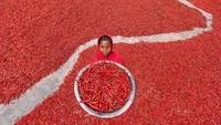Lautan merah ini karena adanya panen cabai di Bangladesh.